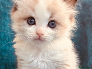Ragdoll cats Stunning Ragdoll Kittens Available - Advert 1