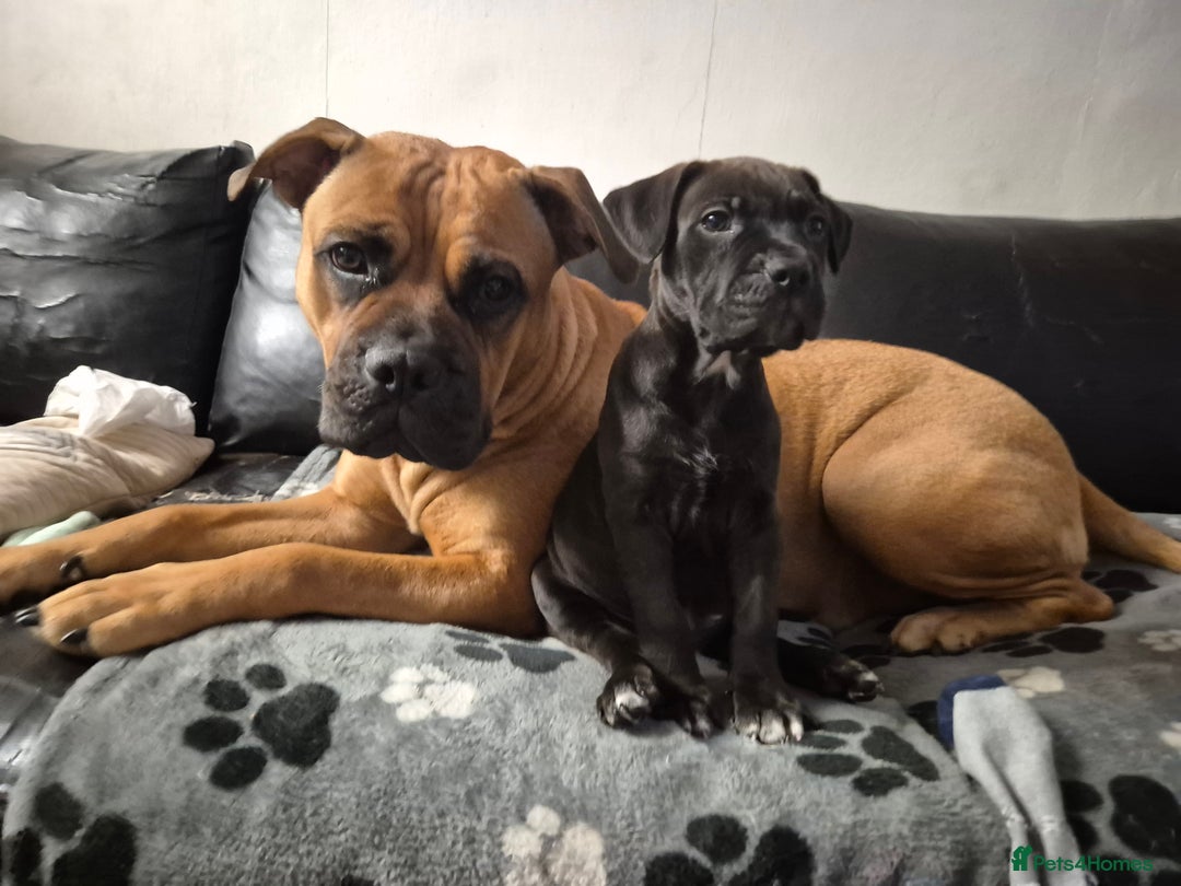 Mixed Breed dogs for sale: Bullmastiff x puppies 🐶  - Advert 14