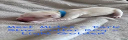 Golden Retriever dogs for sale: KC Golden Retrievers - Now taking reservations  in Barnsley - Advert 7