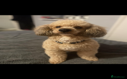 Poochon dogs for sale: 2 poochon girls available  - Image 16