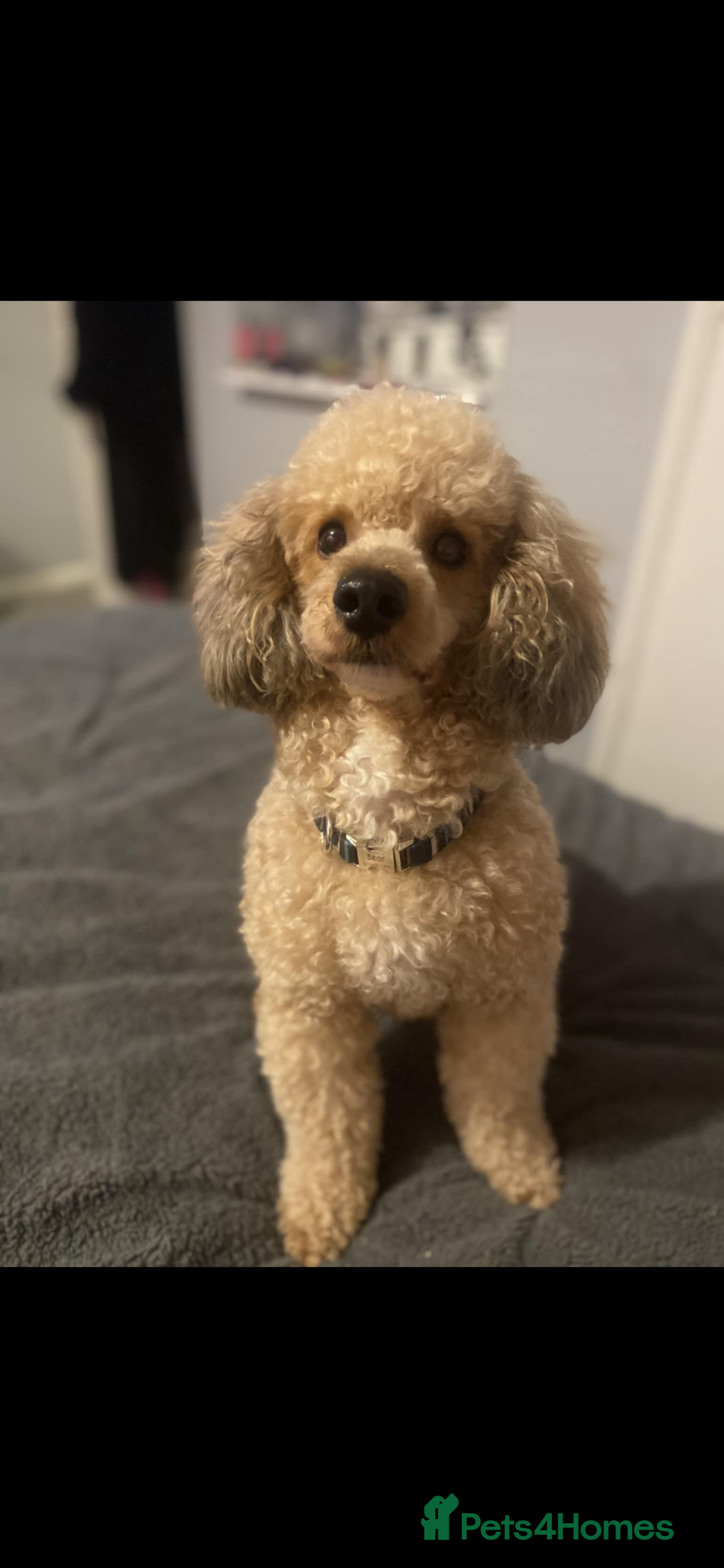 Poochon dogs for sale: 2 poochon girls available  - Image 16