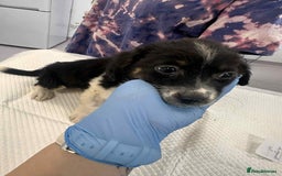 Mixed Breed dogs for adoption: 💮Cauliflower💮 for adoption, coming into GLOUS - Image 12