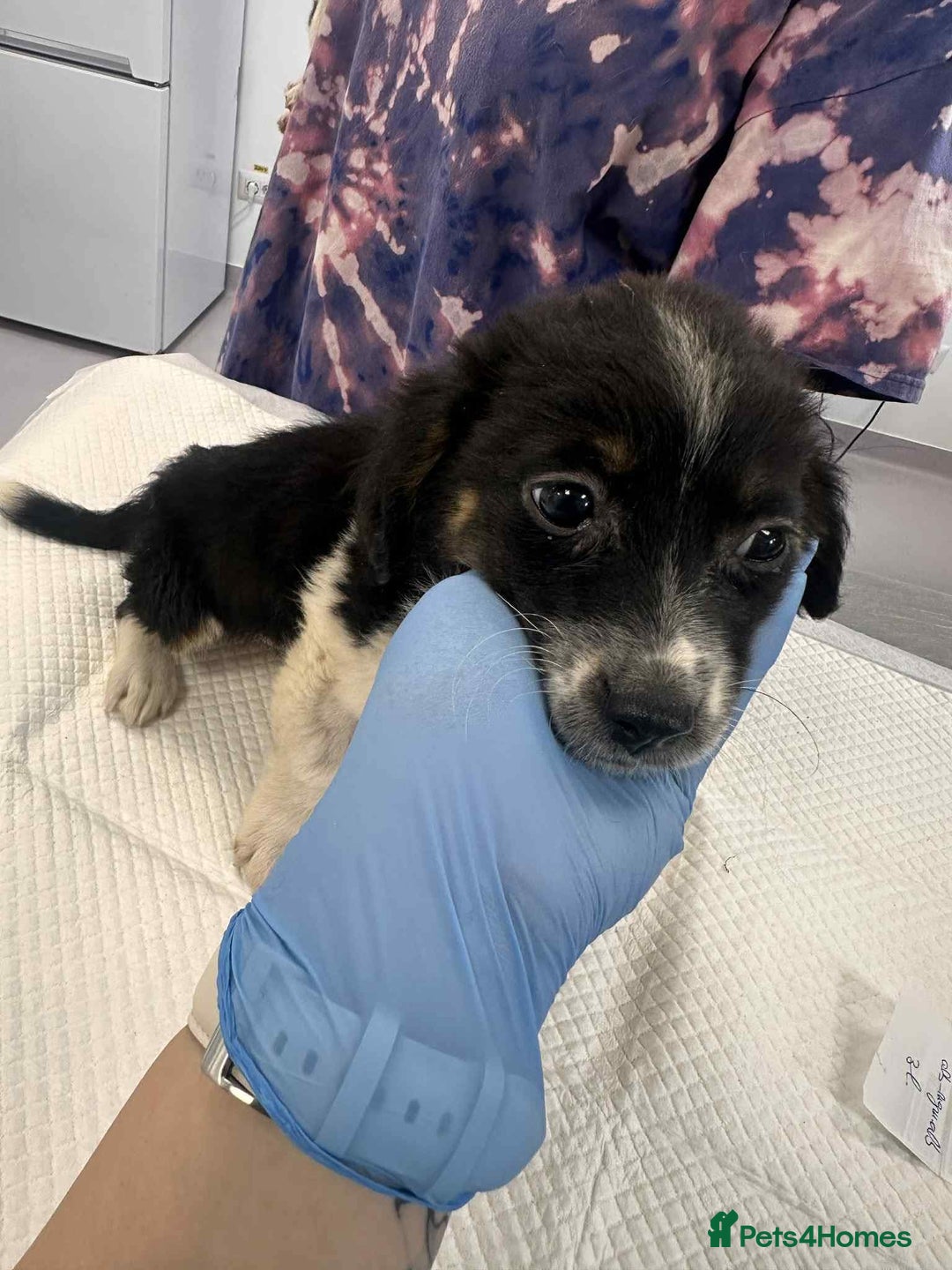 Mixed Breed dogs for adoption: 💮Cauliflower💮 for adoption, coming into GLOUS - Image 12