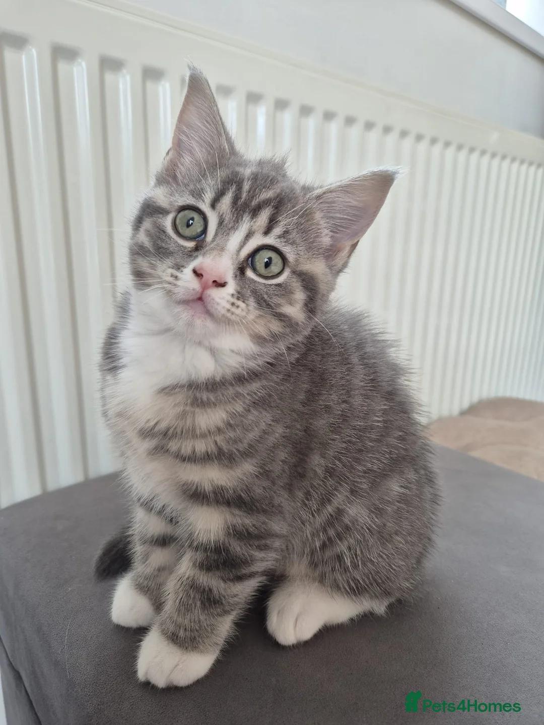British Shorthair cats for sale: British shorthair x Ragdoll blue point kitten 🩷 - Advert 8