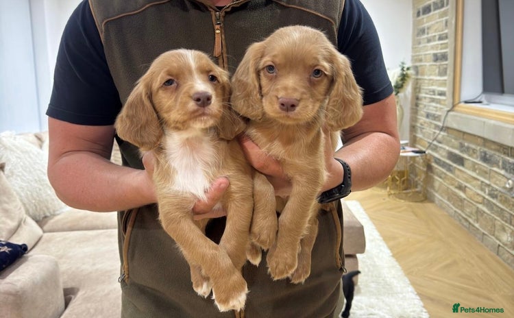 Cocker Spaniel dogs - Advert 4