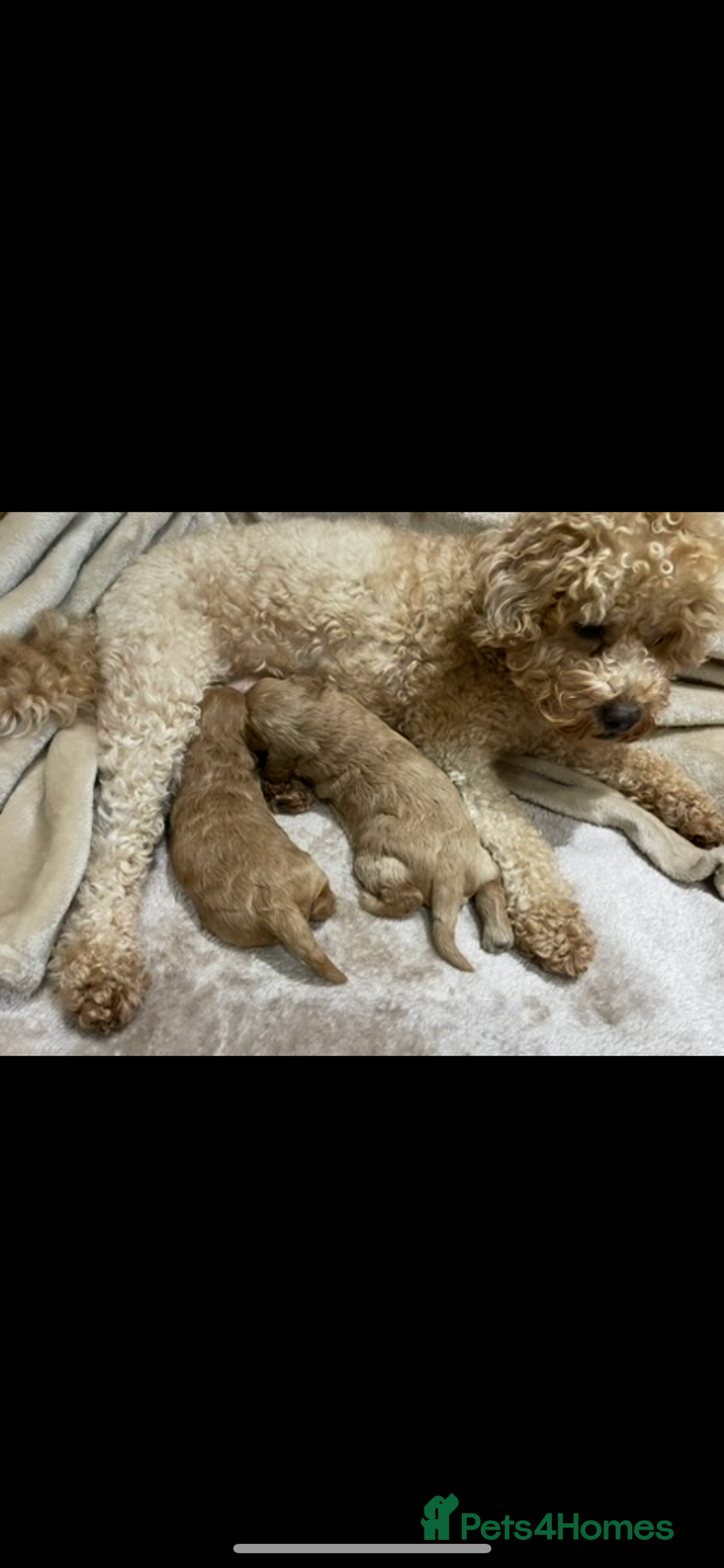 Cavapoo dogs for sale: Minnie and Marnie sad sale due to family split - Image 9