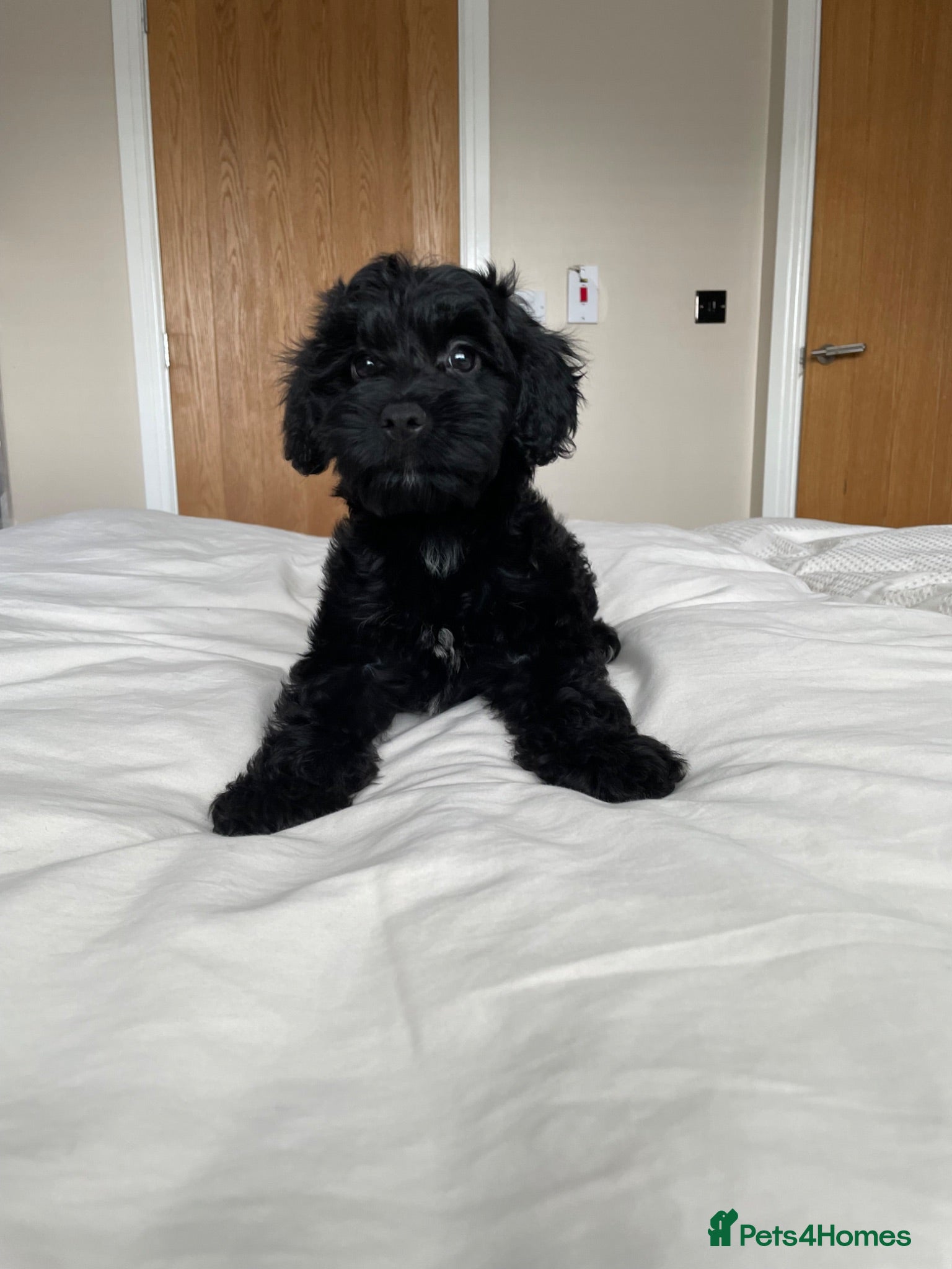 Cockapoo dogs Health tested, fully vaccinated, F1 Toy cockapoos - Advert 2