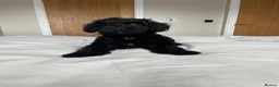 Cockapoo dogs for sale: Health tested, fully vaccinated, F1 Toy cockapoos - Advert 18