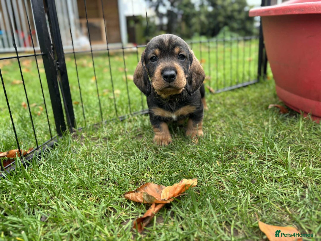 Dachshund dogs for sale: Dual Purpose Standard Wirehaired Dachshund(Teckel) - Image 10