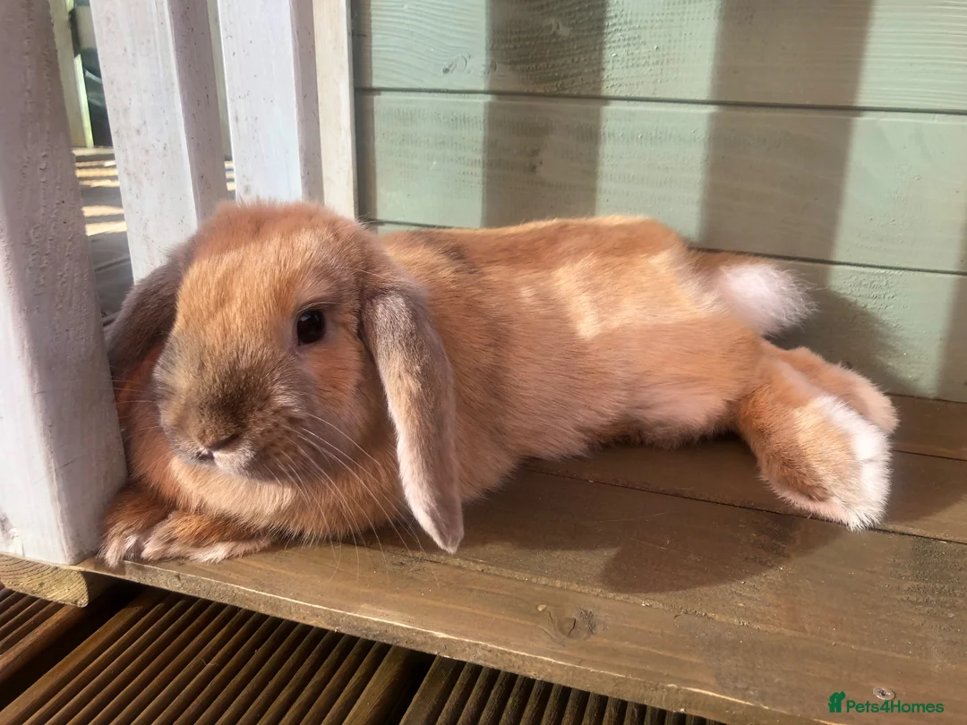 Mini Lop rabbits for sale: Bonded pair - mini lop & English cross  in Melton Mowbray - Advert 2
