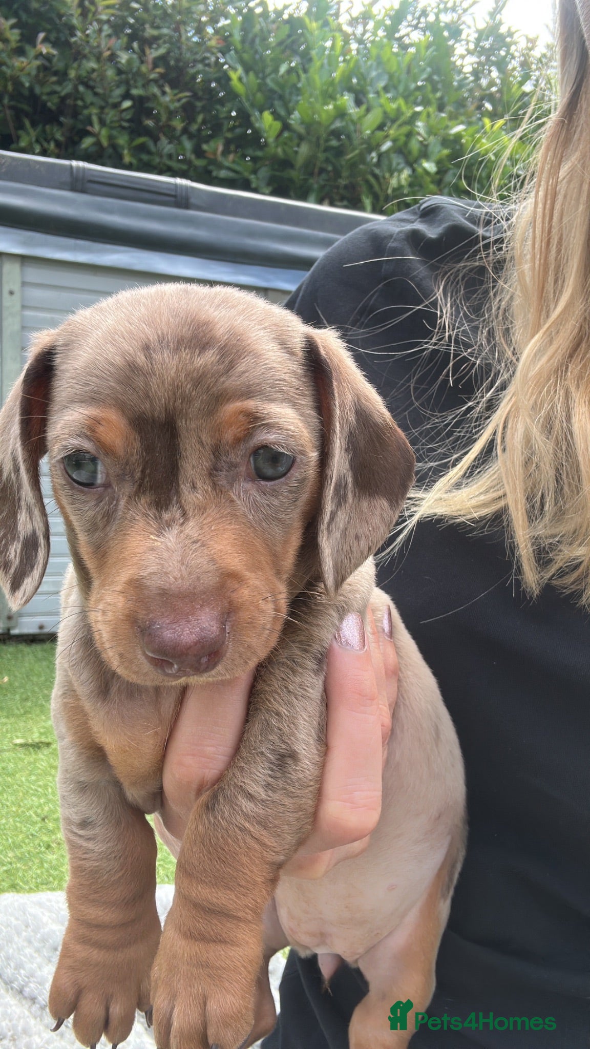 Dachshund dogs Beautiful, loving, Daschound babies - Advert 11