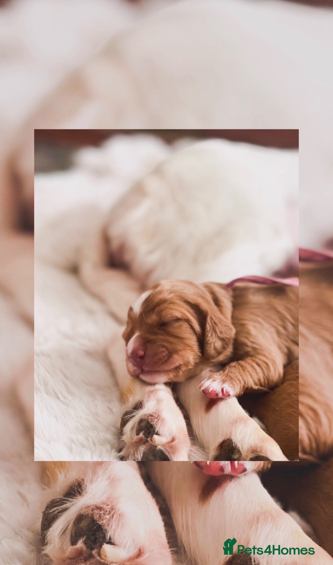 Cocker Spaniel dogs WELL BRED COCKER SPANIELS FOR SALE!🌸 - Advert 12