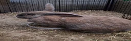 Continental Giant rabbits for sale: Beautiful and big continental giants  - Advert 4