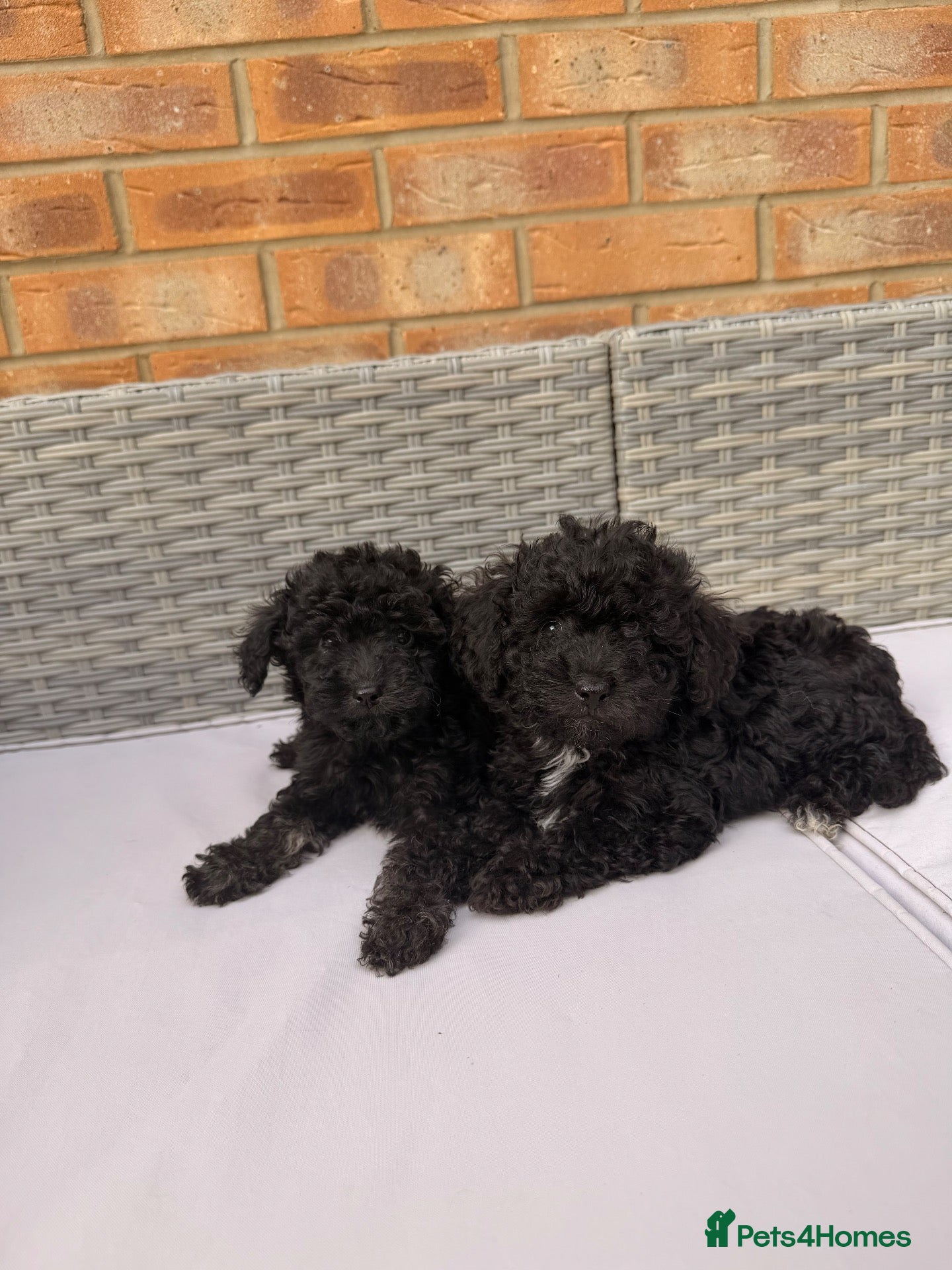 Toy Poodle dogs 💕 GORGEOUS TOY POODLE x ASIAN POODLE PUPPIES  💕 - Advert 2