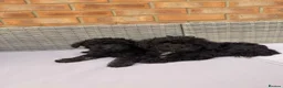 Toy Poodle dogs for sale: 💕 GORGEOUS TOY POODLE x ASIAN POODLE PUPPIES  💕 - Advert 2