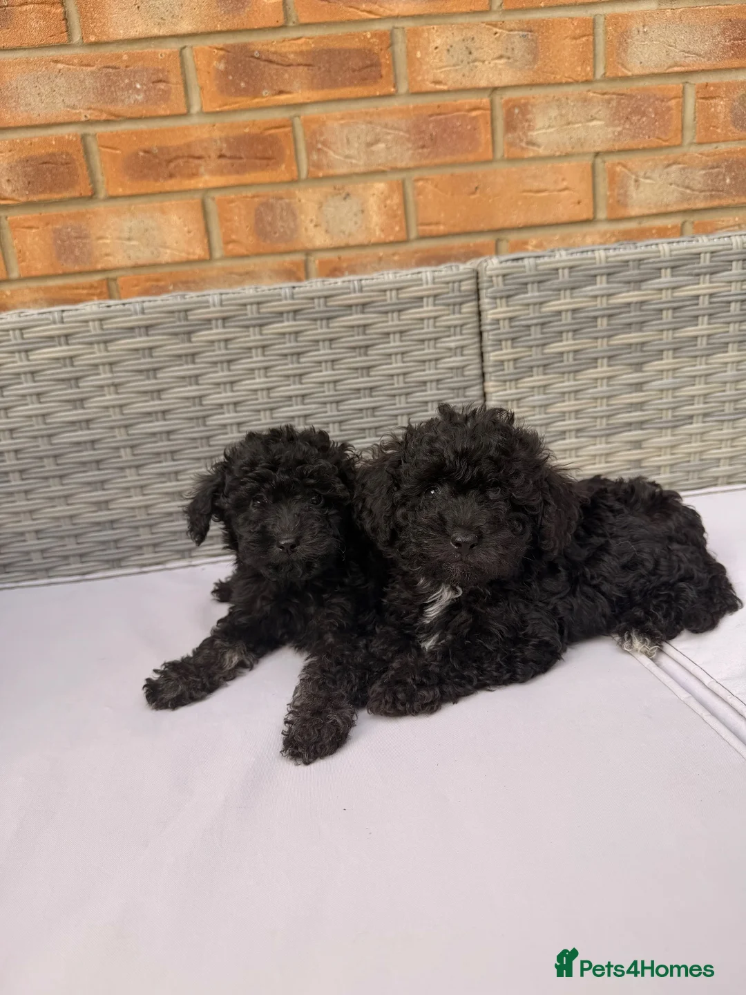 Toy Poodle dogs for sale: 💕 GORGEOUS TOY POODLE x ASIAN POODLE PUPPIES  💕 - Advert 2