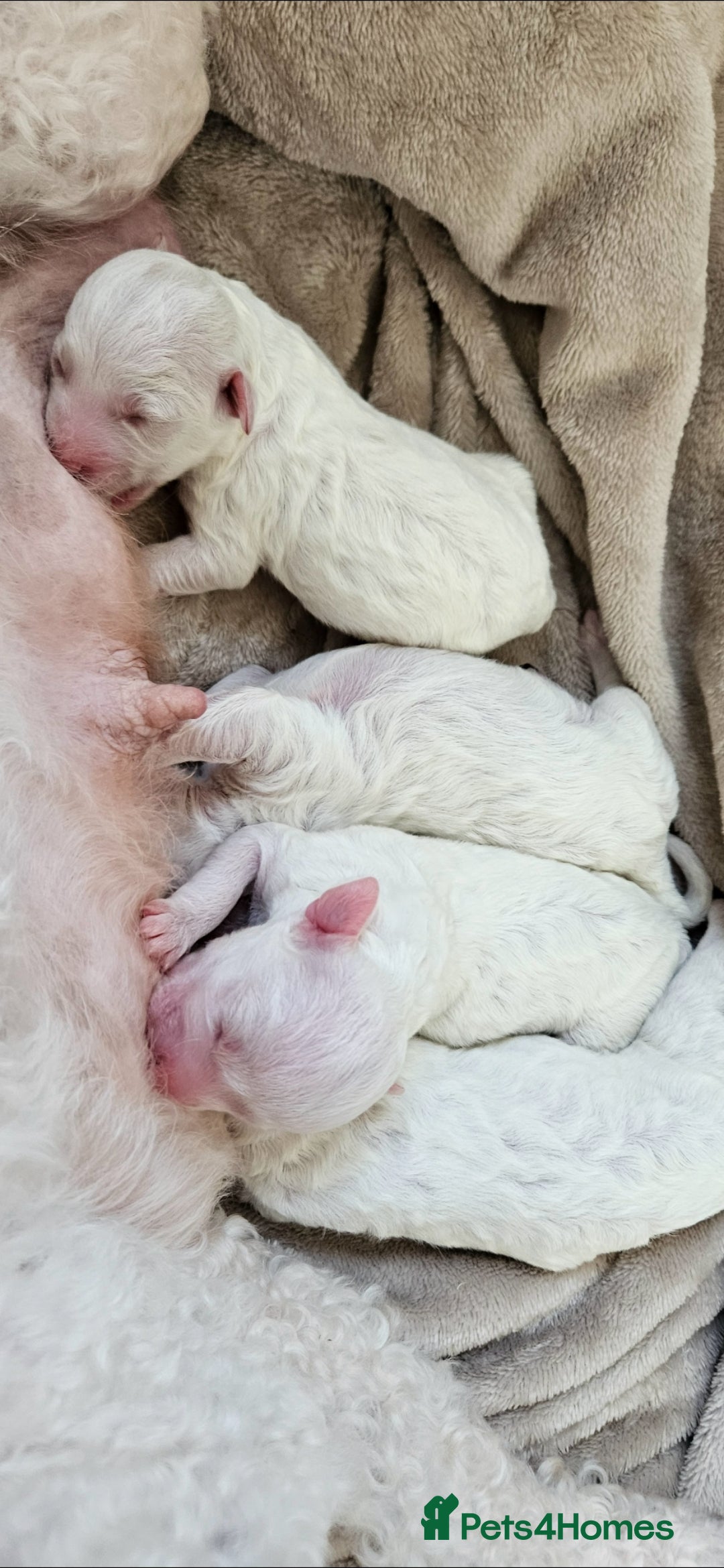 Bichon Frise dogs for sale: Pure Bred Bichon Frise Puppies  - Advert 5