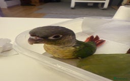 Conures birds for sale: 6 weeks tamed babies conure for sale - Image 11