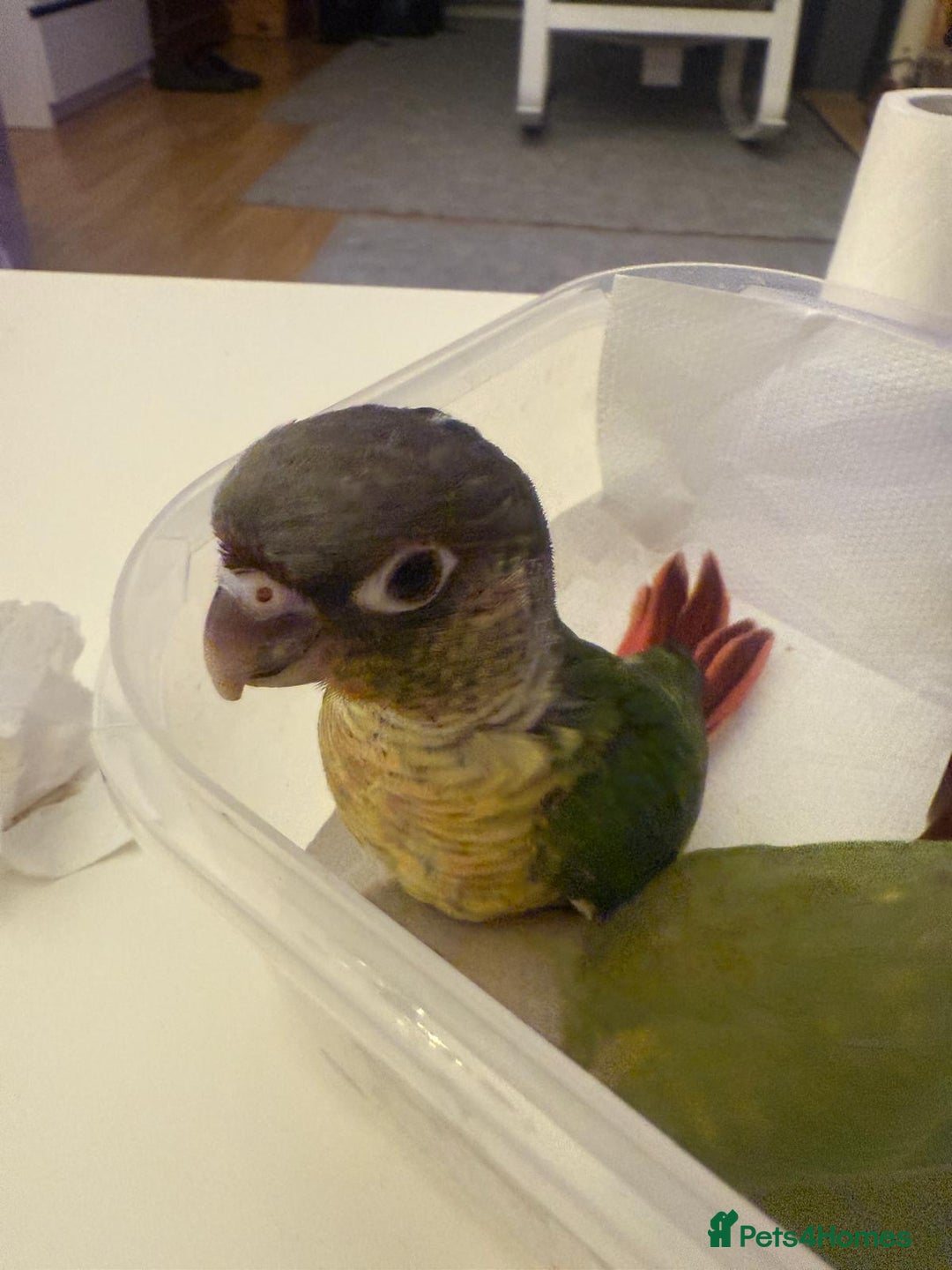 Conures birds for sale: 6 weeks tamed babies conure for sale - Image 11