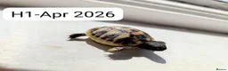 Hermann Tortoise reptiles for sale: Herman baby tortoise  - Advert 8