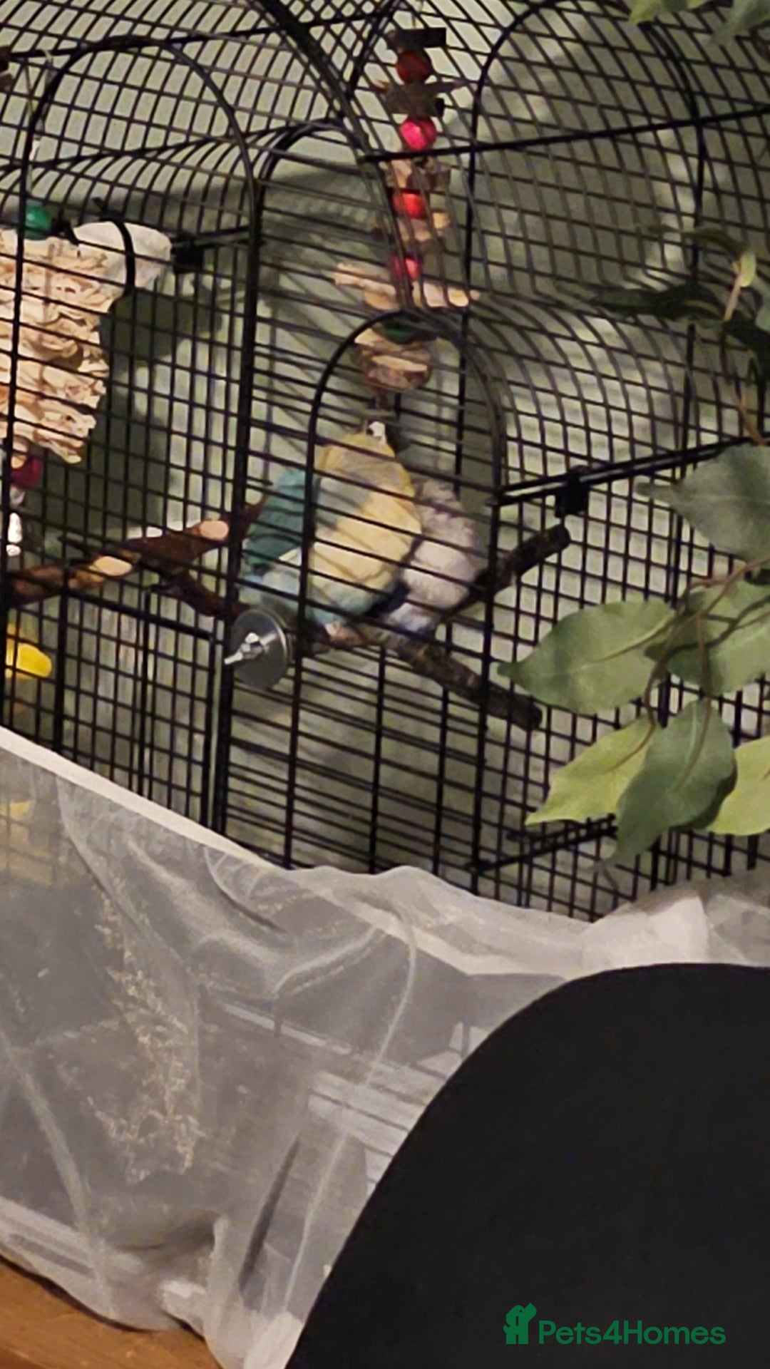 Lovebirds birds for sale: 2 bonded female lovebirds to be taken together.  - Advert 2