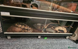 Python Snake reptiles for sale: Female Enchi Ball Python with Full Setup - Image 7