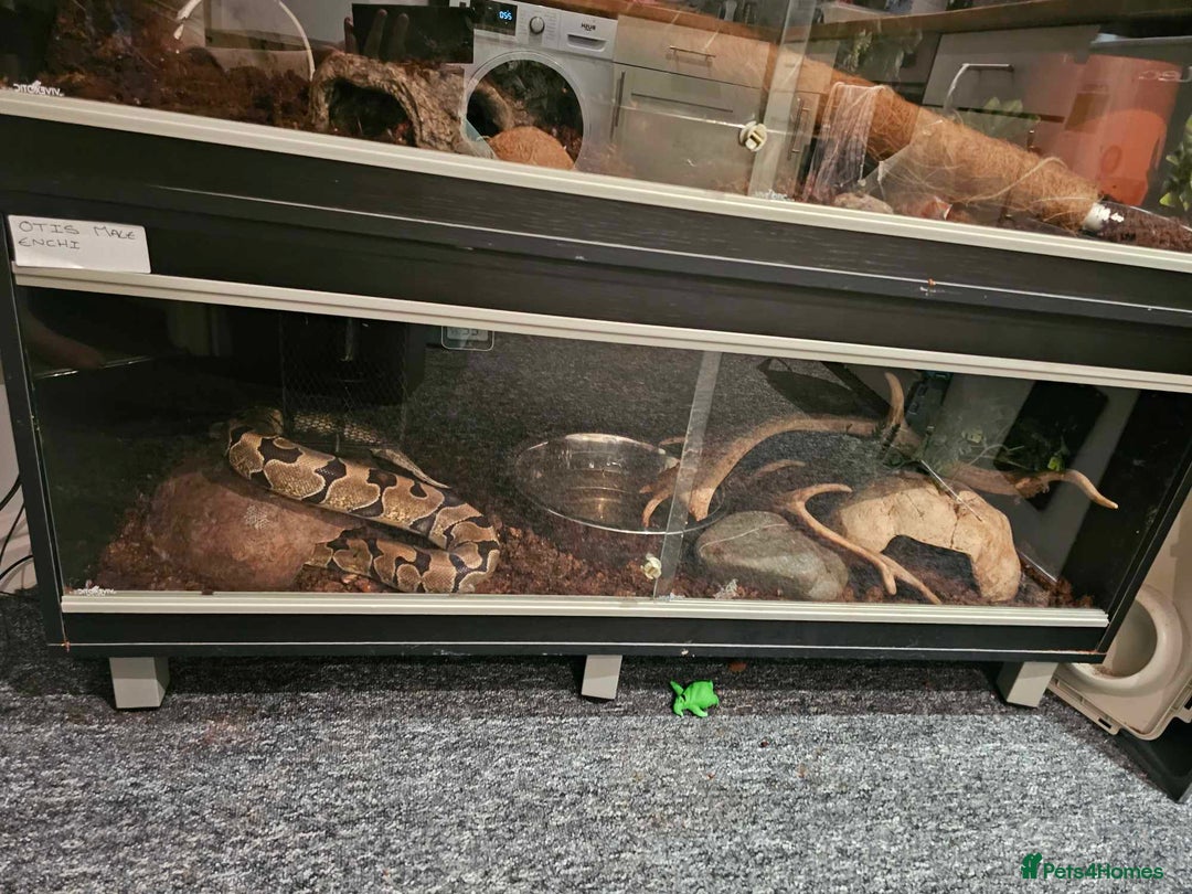 Python Snake reptiles for sale: Female Enchi Ball Python with Full Setup - Image 7