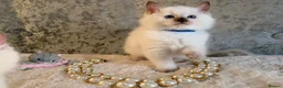 Ragdoll cats for sale: Stunning 🌟 Ragdoll Kittens 🌟  - Advert 15