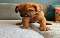 Mixed Breed dogs for sale: Puppies looking for forever homes 🏡 - Image 17