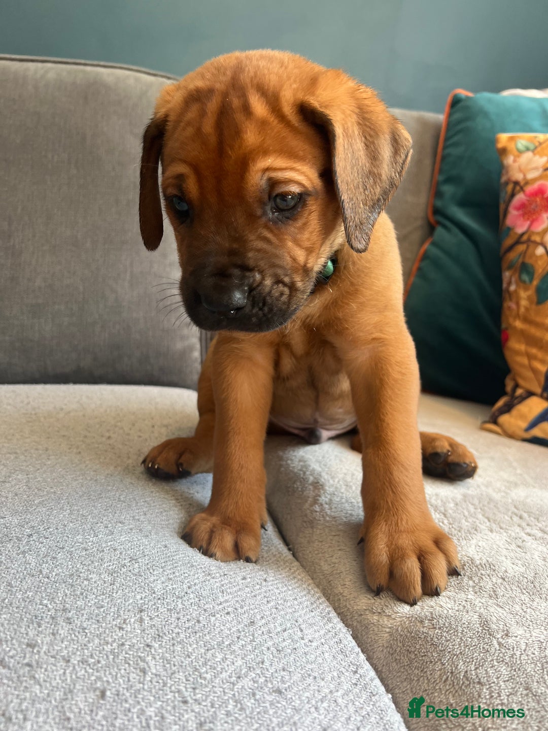 Mixed Breed dogs for sale: Puppies looking for forever homes 🏡 - Image 17