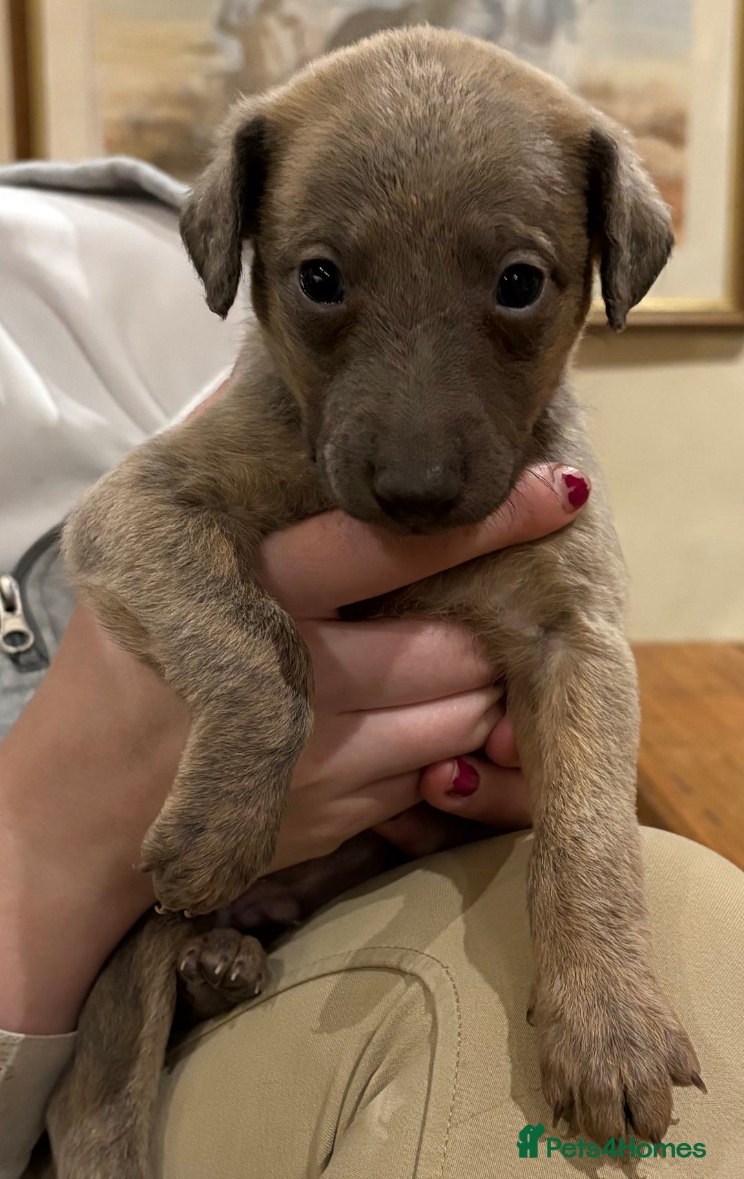 Mixed Breed dogs for sale: Bedlington whippet puppies  - Advert 2