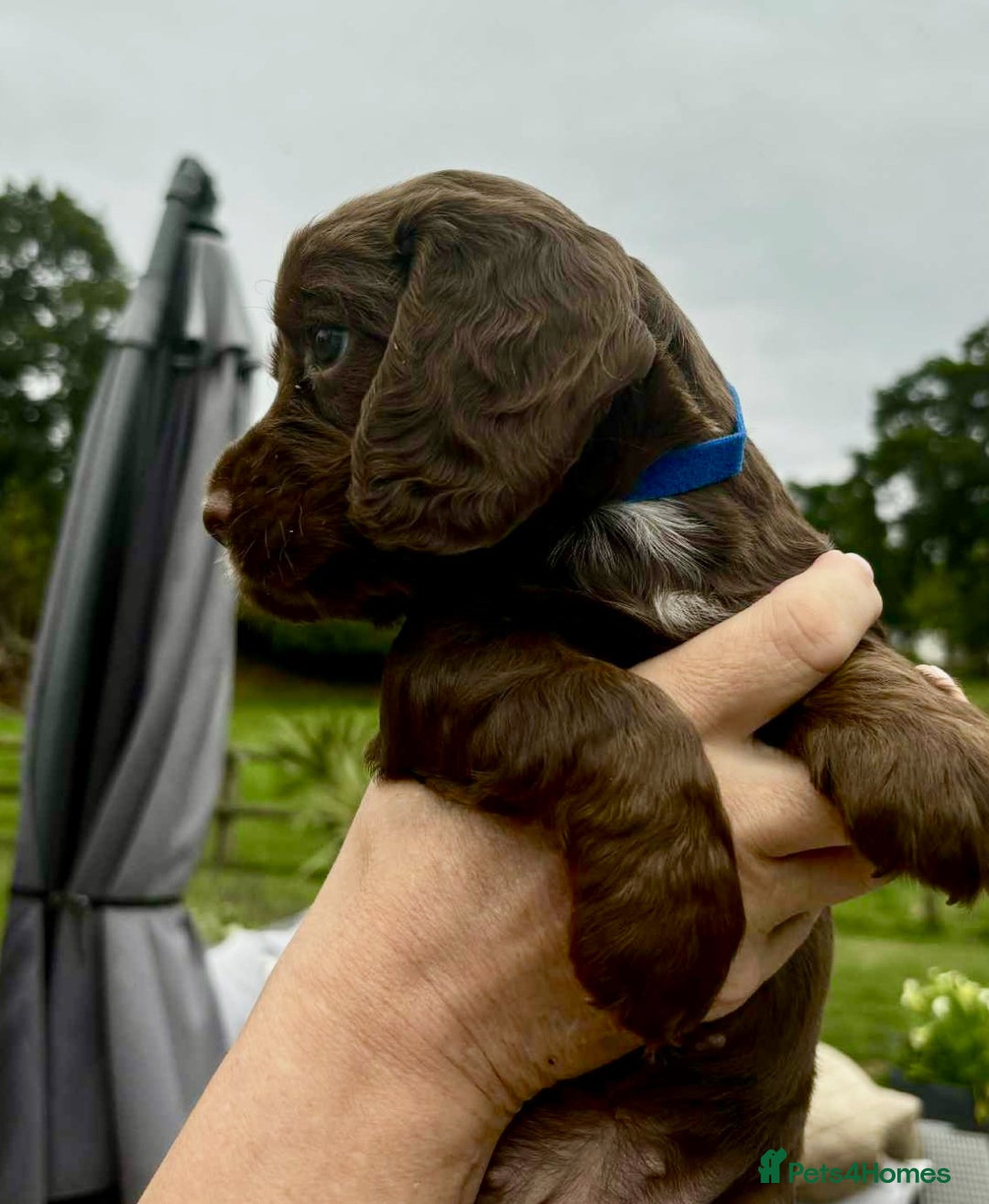 Cocker Spaniel dogs for sale: Cocker Spaniel Purebred Puppies Bitches available - Image 34