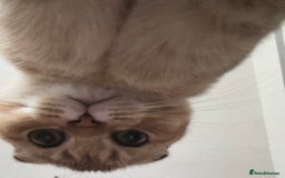 Scottish Fold cats for sale: Gizmo  - Image 10