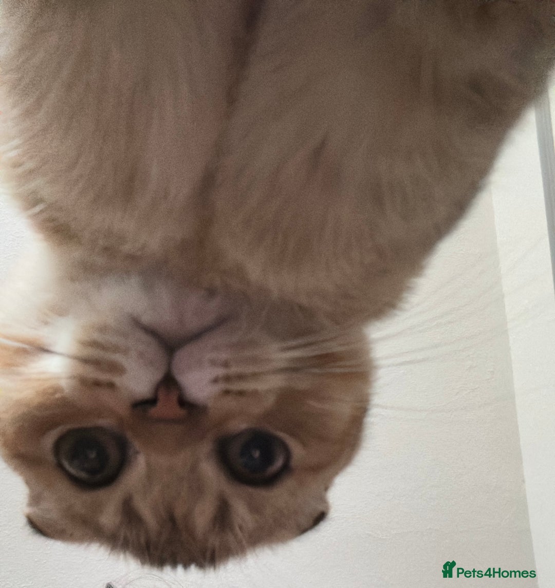 Scottish Fold cats for sale: Gizmo  - Image 10