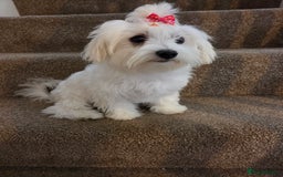 Maltese dogs for sale: KC Reg*Champion Bloodline Maltese Puppy in Wakefield - Image 5