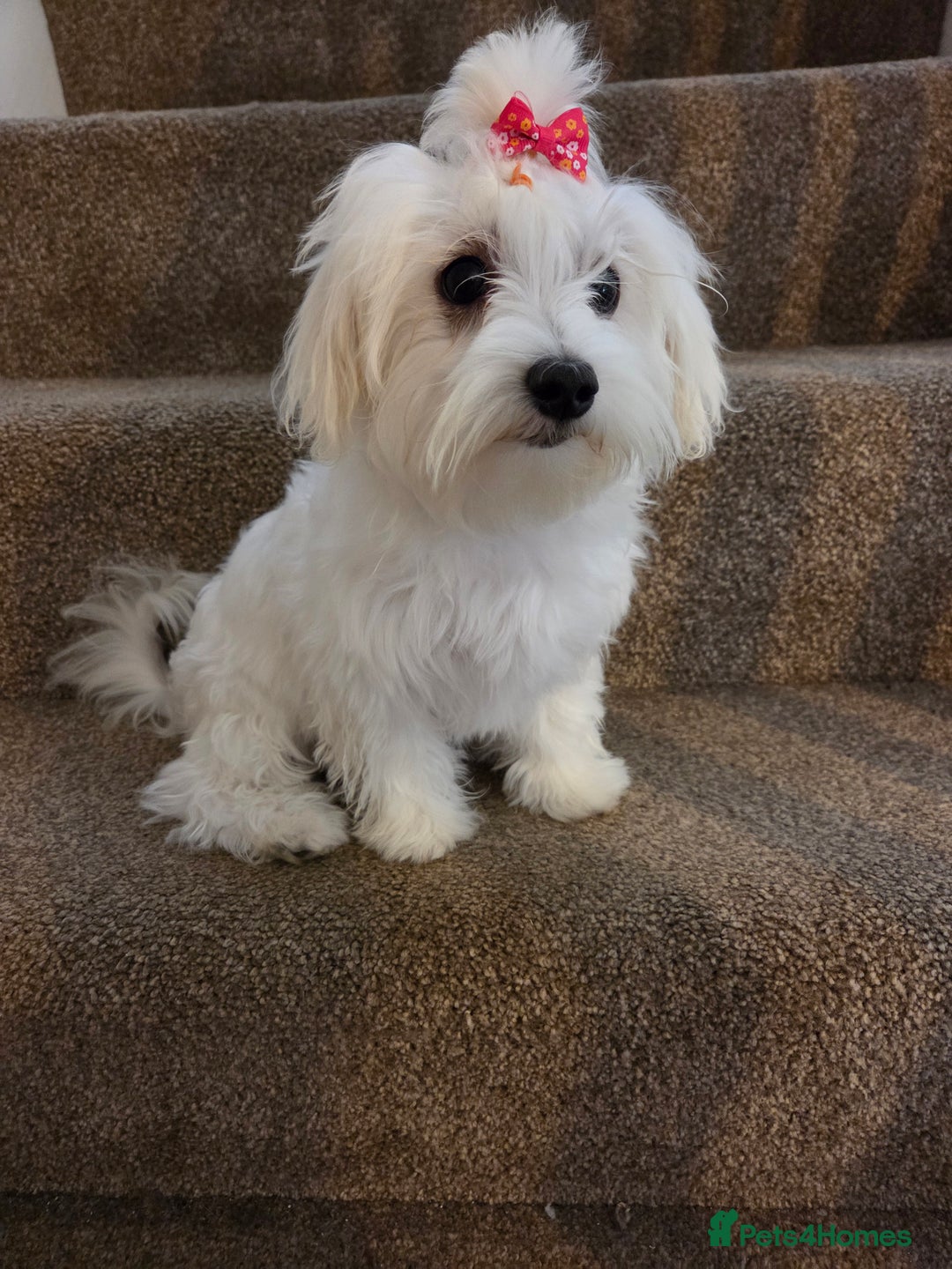 Maltese dogs for sale: KC Reg*Champion Bloodline Maltese Puppy in Wakefield - Image 5