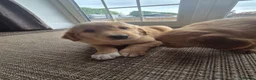 Nova Scotia Duck Tolling Retriever dogs for sale: 💛 Beautiful Golden/Nova Scotia puppies 💛 - Advert 11