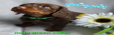 Dachshund green collar 