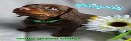 Dachshund dogs for sale: 8 Mini daxis smooth coat (kc reg optional) - Advert 16