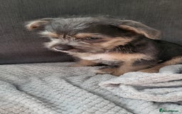 Mixed Breed dogs for sale: Jack russel cross pomeranian puppies  - Image 9