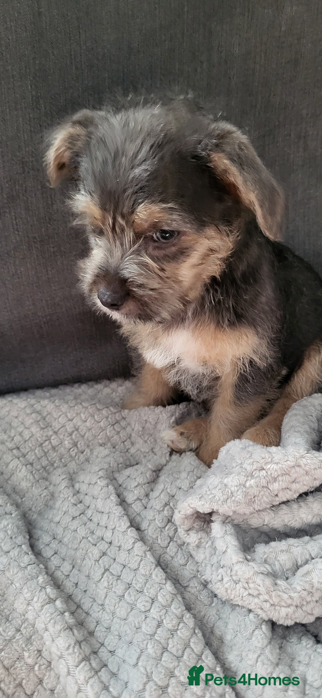 Mixed Breed dogs for sale: Jack russel cross pomeranian puppies  - Image 9