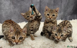 Bengal cats for sale: 🔥Stunning Bengal Kittens last little girl left 🔥 - Image 1