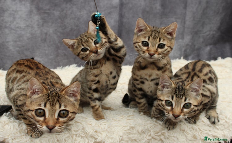 Bengal cats - Advert 5
