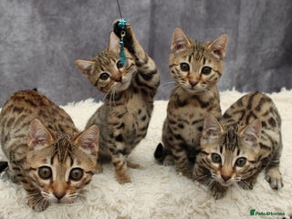 Bengal cats - Advert 11