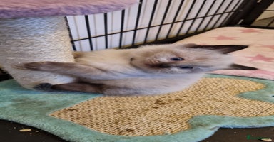 Ragdoll cats - Advert 5