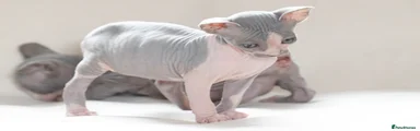Kitten T