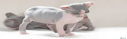Sphynx cats for sale: Sphynx Kittens   - Advert 4