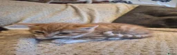 Mixed Breed cats for sale: 5 mixed breed kittens available - Advert 5