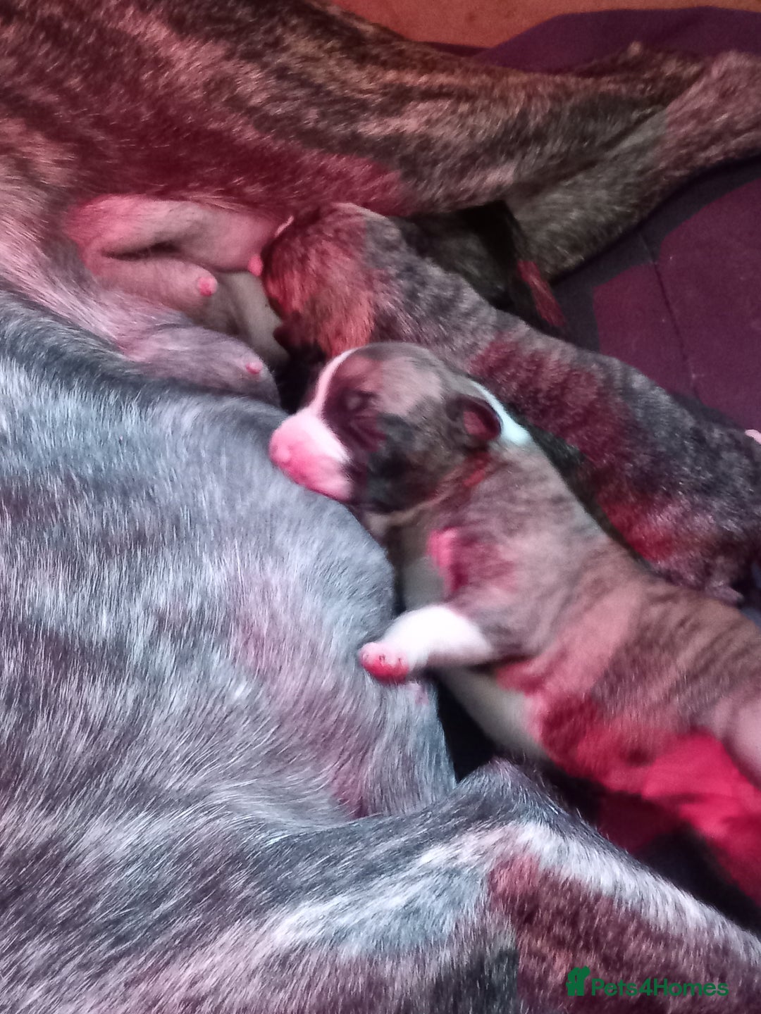 Whippet dogs for sale: Top Class Whippet Puppies bred from Champions - Image 16