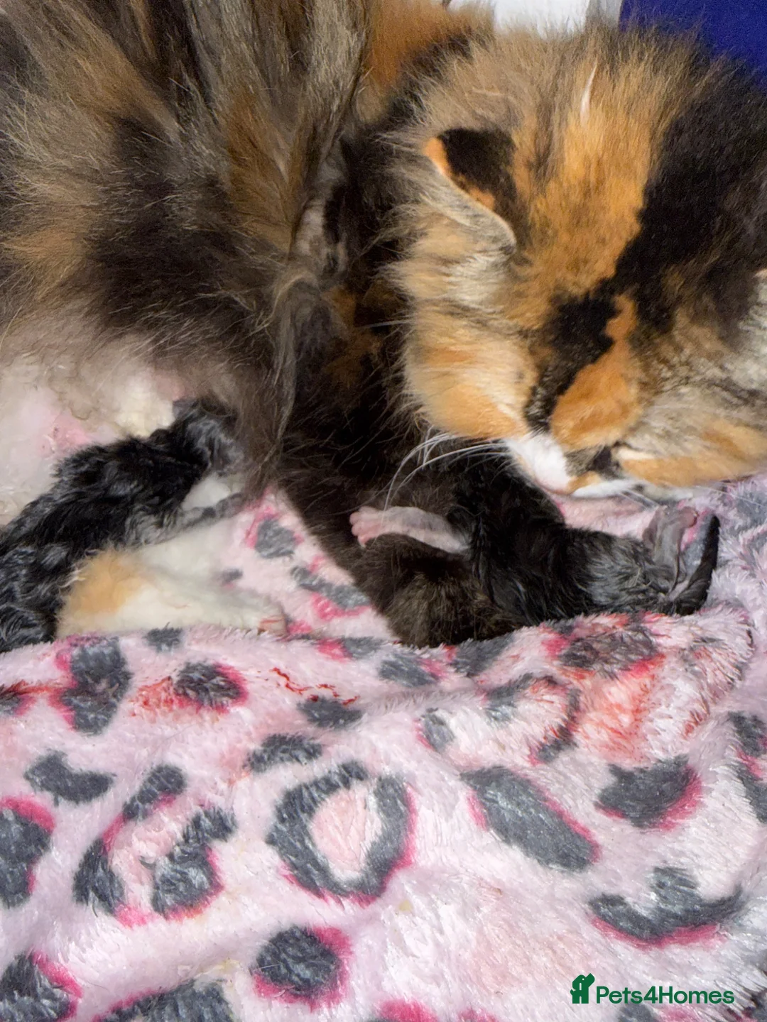 Ragdoll cats for sale: Ragdoll X Persian kittens in Perth - Advert 1